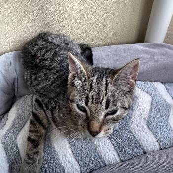 Mercedes -  Domestic Short Hair Cat for Adoption in Mankato, Minnesota - Mercedes | PetCurious