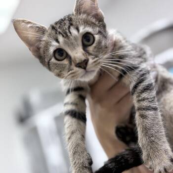 Tommy-5686 -  Domestic Short Hair Cat for Adoption in Tyler, Texas - Tommy-5686 | PetCurious