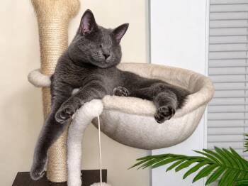 Gracie.........fee sponsored..........special needs -  Domestic Short Hair Cat for Adoption in Byrdstown, Tennessee - Gracie.........fee Sponsored..........special Needs | PetCurious
