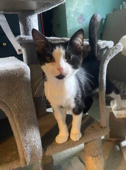 Mini (aka Mickey) -  Domestic Short Hair Cat for Adoption in Carnegie, Pennsylvania - Mini (aka Mickey) | PetCurious