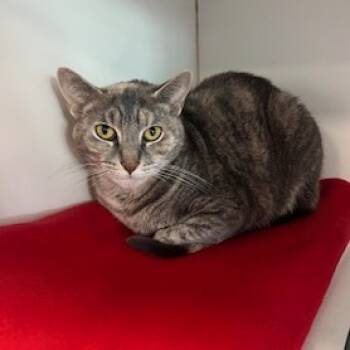 Rescue Domestic Long Hair Cats for Adoption in Dover, New Hampshire - Sweetie | PetCurious