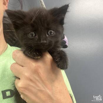 Domestic Short Hair Cats Available for Adoption in Washington, District Of Columbia - Marshmellow | PetCurious