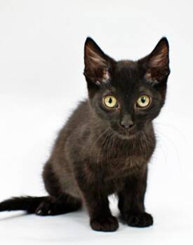 Salem -  Domestic Short Hair Cat for Adoption in Morton Grove, Illinois - Salem | PetCurious