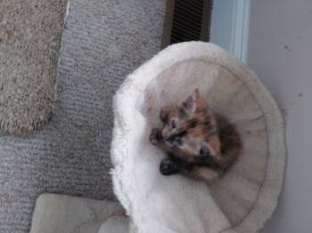 Toffee -  Domestic Short Hair Cat for Adoption in Heathsville, Virginia - Toffee | PetCurious