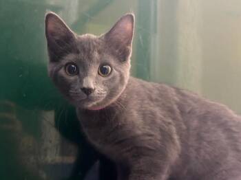Angela Martin -  Domestic Short Hair Cat for Adoption in Powell, Ohio - Angela Martin | PetCurious