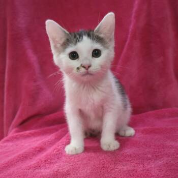 Elsie -  Domestic Short Hair Cat for Adoption in Saint Charles, Missouri - Elsie | PetCurious
