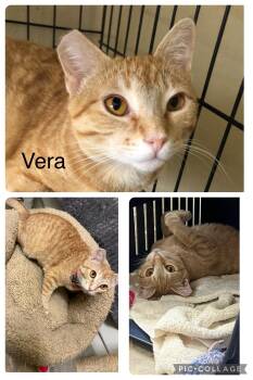 Rescue Domestic Short Hair Cats for Adoption in Burnaby, British Columbia - Vera | PetCurious