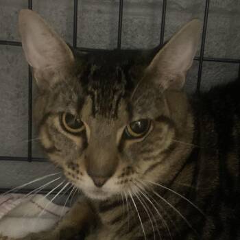 Purrince -  Domestic Short Hair Cat for Adoption in Allentown, Pennsylvania - Purrince | PetCurious