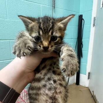 Baconator -  Domestic Medium Hair Cat for Adoption in Gadsden, Alabama - Baconator | PetCurious