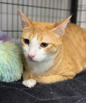 Rescue Domestic Short Hair Cats for Adoption in Lemont, Illinois - Quattro | PetCurious