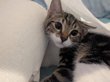 Domestic Short Hair Cats Available for Adoption - Cinnamon Roll | PetCurious