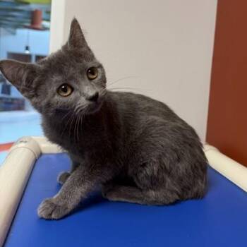 Cholula (SGN) -  Domestic Short Hair Cat for Adoption in Janesville, Wisconsin - Cholula (SGN) | PetCurious