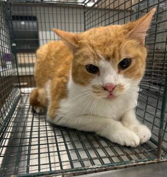 Ginger -  Domestic Short Hair Cat for Adoption in Clarksville, Tennessee - Ginger | PetCurious