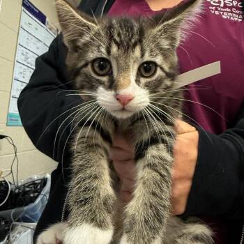 Nugget -  Domestic Medium Hair Cat for Adoption in York, Pennsylvania - Nugget | PetCurious