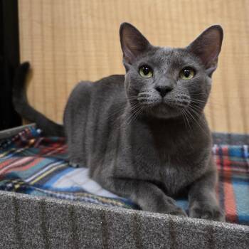 Domestic Short Hair Cats Available for Adoption in Warr Acres, Oklahoma - Greyson | PetCurious