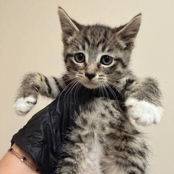Diamonds -  Domestic Short Hair Cat for Adoption in Reno, Nevada - Diamonds | PetCurious