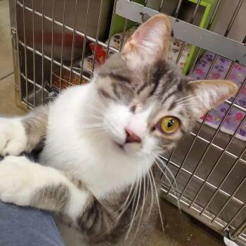Rescue Tabby Cats for Adoption in Wyandotte, Michigan - Clayton *** One Eye & Big Boy*** | PetCurious