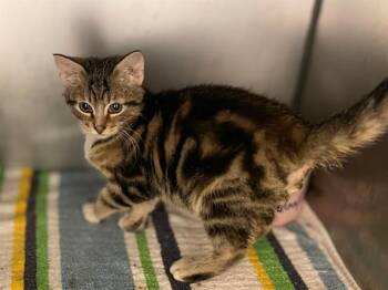 SKEETER -  Domestic Short Hair Cat for Adoption in Fort Wayne, Indiana - SKEETER | PetCurious