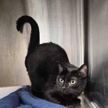 Clover -  Domestic Short Hair Cat for Adoption in Davenport, Iowa - Clover | PetCurious