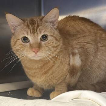 SAM -  Domestic Short Hair Cat for Adoption in Las Vegas, Nevada - SAM | PetCurious