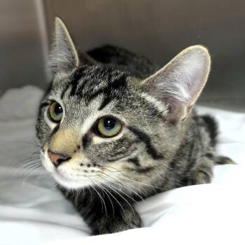 Theo -  Domestic Short Hair Cat for Adoption in Michigan City, Indiana - Theo | PetCurious