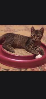 Cadet -  Domestic Short Hair Cat for Adoption in Medford, Wisconsin - Cadet | PetCurious