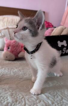 Baby -  Domestic Short Hair Cat Available for Adoption in Bayonne, New Jersey - Baby | PetCurious