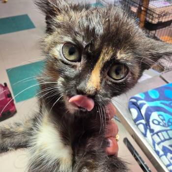 Renne -  Domestic Short Hair Cat for Adoption in Leander, Texas - Renne | PetCurious