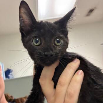 Stinkerton AKA Stevie -  Domestic Medium Hair Cat for Adoption in Charleston, West Virginia - Stinkerton AKA Stevie | PetCurious
