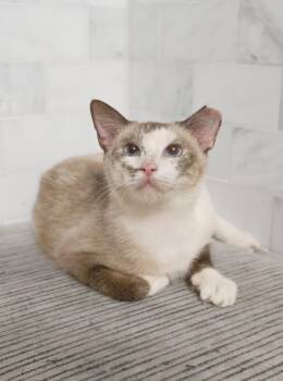 Rescue Siamese Cats for Adoption in Harrison Township, New Jersey - Meadow | PetCurious