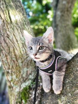 Belladonna -  Domestic Short Hair Cat for Adoption in Sunrise, Florida - Belladonna | PetCurious