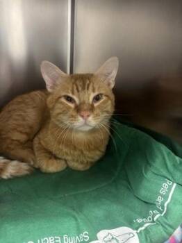 Sir Gilbert -  Domestic Short Hair Cat for Adoption in Fort Worth, Texas - Sir Gilbert | PetCurious
