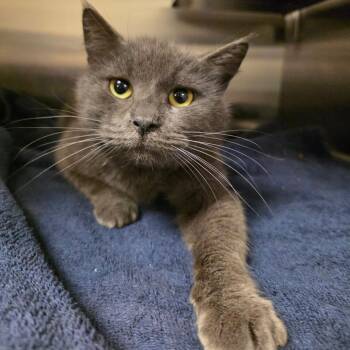 Cauldron -  Domestic Short Hair Cat for Adoption in Bristol, Indiana - Cauldron | PetCurious