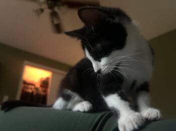 2026-28a Bouey -  Domestic Short Hair Cat for Adoption in Windsor, Connecticut - 2026-28a Bouey | PetCurious
