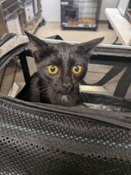 Nox -  Domestic Short Hair Cat for Adoption in Cincinnati, Ohio - Nox | PetCurious