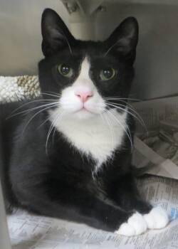 OREO -  Tuxedo Cat for Adoption in Taunton, Massachusetts - OREO | PetCurious