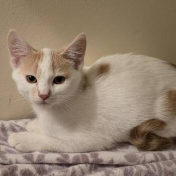 Coconut Creme -  Domestic Short Hair Cat for Adoption in Madison, Wisconsin - Coconut Creme | PetCurious