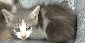 Rescue Domestic Medium Hair Cats for Adoption in Dallas, Texas - PAULA | PetCurious