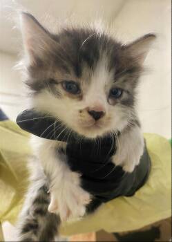 Maverick -  Domestic Short Hair Cat for Adoption in Nashville, Tennessee - Maverick | PetCurious