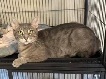 Cookie -  Tabby Cat for Adoption in Parlier, California - Cookie | PetCurious