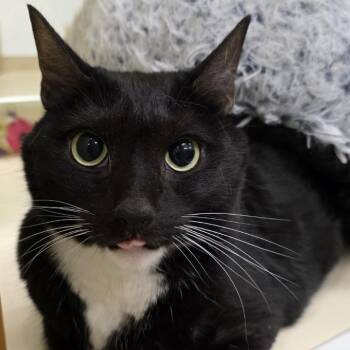 Rescue Domestic Short Hair Cats for Adoption in Prince Frederick, Maryland - Darius | PetCurious