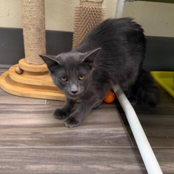 Freddie -  Domestic Medium Hair Cat for Adoption in Las Vegas, Nevada - Freddie | PetCurious