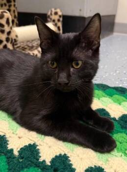 Domestic Short Hair Cats Available for Adoption - Sarge | PetCurious
