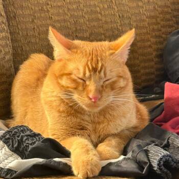 Spike -  Domestic Short Hair Cat for Adoption in Layton, Utah - Spike | PetCurious