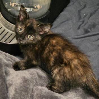 Jarvis -  Domestic Short Hair Cat for Adoption in Greensboro, North Carolina - Jarvis | PetCurious