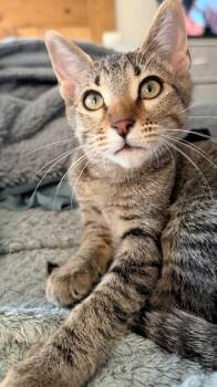 Earl Grey - Tea Time Litter -  Tabby Cat for Adoption in Anthem, Arizona - Earl Grey - Tea Time Litter | PetCurious