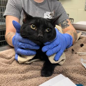 Domestic Short Hair Cats Available for Adoption - Imagination | PetCurious