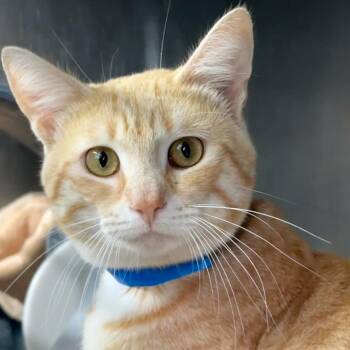 Iron -  Domestic Short Hair Cat for Adoption in Chicago, Illinois - Iron | PetCurious