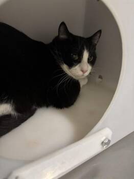 Domestic Short Hair Cats Available for Adoption - SAILOR | PetCurious