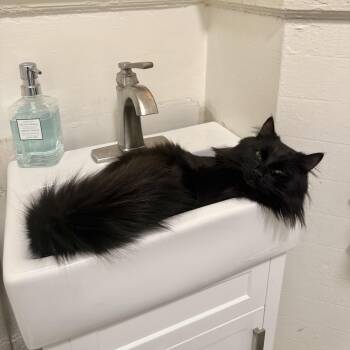 Domestic Long Hair Cats Available for Adoption in Richmond, Virginia - Arthur Puty | PetCurious